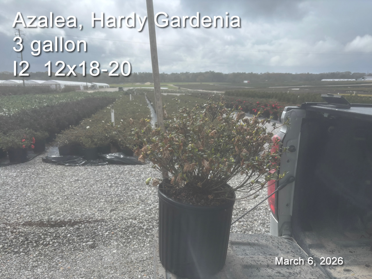 gallery/hg3 i2 mar6.jpg